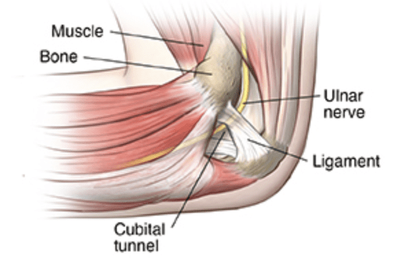 radial ulnar nerve bpc 157 Management in Complex Elbow Dislocations: A Retrospective Monocentric Study Forearm Nerve Blocks Image Atlas